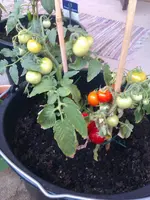 IMAG0142.webp IMAG0142.webp