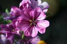 30.06.2012 020.webp
