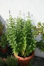 30.06.2012 029.webp