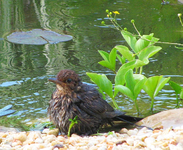 Amsel.webp