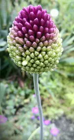 Unbekannte Pflanze.webp