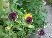 strohlblume 2012 018.webp