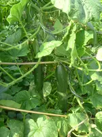 Garten 1.07.2012 002.webp