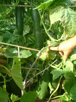 Garten 1.07.2012 003.webp