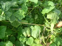 Garten 1.07.2012 004.webp