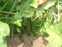 Garten 1.07.2012 005.webp
