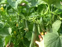 Garten 1.07.2012 006.webp