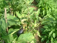 Garten 1.07.2012 008.webp