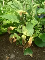 Garten 1.07.2012 009.webp