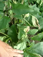 Garten 1.07.2012 011.webp