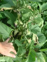 Garten 1.07.2012 012.webp
