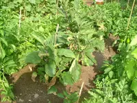 Garten 1.07.2012 007.webp