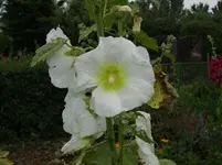 DSCI0536.webp