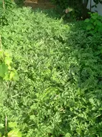 Garten 1.07.2012 001.webp