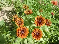 CIMG4989.webp