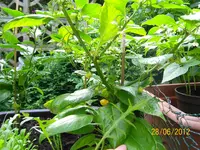 kleine Haba 100_1047 (Large).webp