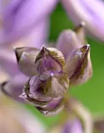 DSC_7872 Funkienknospe.webp