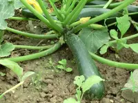 CIMG0605.webp