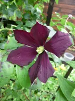 CIMG0607.webp