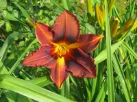IMG_black emanuelle_1024x768.webp