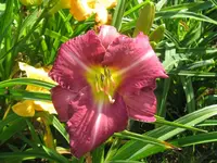IMG_chicago knobby_1024x768.webp