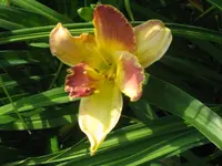 IMG_faberge_1024x768.webp