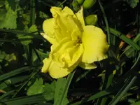 IMG_gelb gefüllt_1024x768.webp