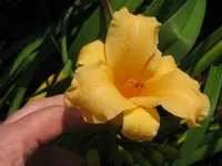 IMG_lula mae purnel_1024x768.webp