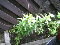 PIC00254.webp