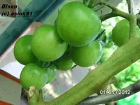BILD0043.webp
