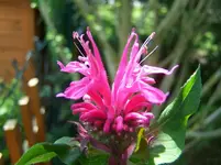 Blüte1.webp