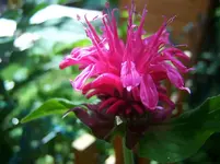 Blüte2.webp