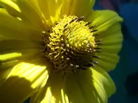 Blüte3.webp