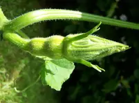 Butternutkürbis.webp