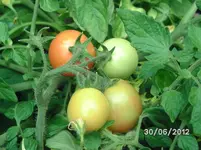 BILD1013.webp