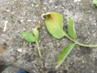 CIMG3055.webp