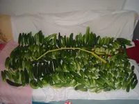 Gurken .07,2012 002.webp