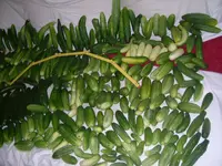 Gurken .07,2012 003.webp