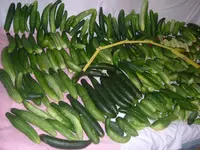 Gurken .07,2012 004.webp