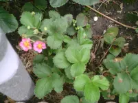 Erdbeeren.webp