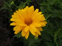 297.webp