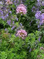 P1080106 (600x800).webp