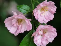P1080089 (800x600).webp