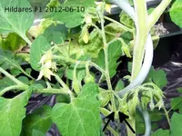 12.06.10_tomatenbilder-hildares_f1.webp