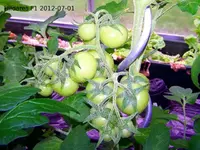 12.07.01_tomatenbilder-hildares_f1.webp