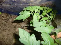 CIMG3073.webp