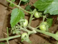 CIMG3087.webp