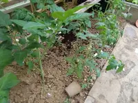 CIMG3082.webp