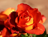 einzelne Rose Cafè_smaller.webp