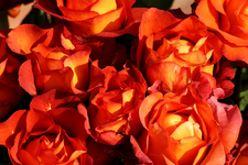 Strauß Rose Cafè_smaller.webp